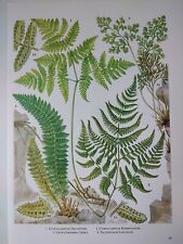 Ferns vintage botanical for sale  BIRKENHEAD