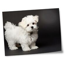 puppys maltese for sale  SELBY