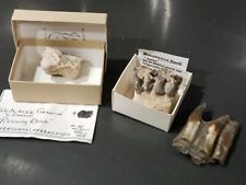 Fossil teeth collection for sale  Eugene