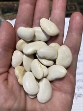 Butter bean seeds for sale  SPALDING