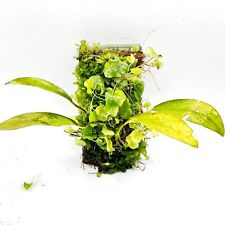 Anubias glabra moss for sale  ACHARACLE