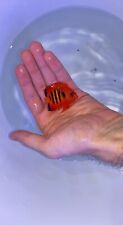 Flame angelfish live for sale  Trenton