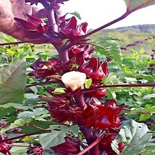 Roselle seeds hibiscus for sale  Lincolnton