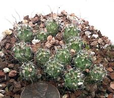 Cactus Plant--Stenocactus erectocentrus SB1565--ONE Seedling from Pot! for sale  Shipping to South Africa