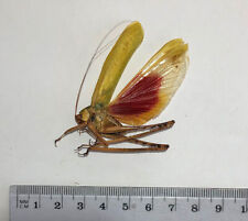 Orthoptera VELLEA CRUENTA*****male Nr. 3 ***** BRASIL,(not pinned,not mounted) for sale  Shipping to South Africa