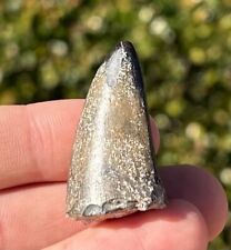 Theropod dinosaur tooth for sale  Coppell