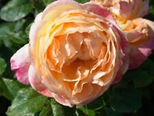 Edelrose rose capri gebraucht kaufen  Pinneberg