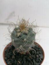 Used, Turbinicarpus pseudomacrochele Pot 8cm RARE plant cultivated in Sicily,... for sale  Shipping to South Africa