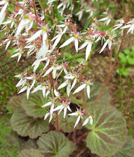 Saxifrage stolonifera plantes d'occasion  Pau