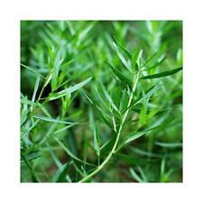 French tarragon herb for sale  WICKFORD