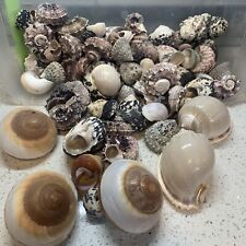 trochus shell for sale  Las Vegas