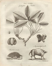 1797 GEORGIAN PRINT ~ JATROPHA ELASTICA PLANT HYSTRIX JTZECUINTEPOTZOTLI, used for sale  Shipping to South Africa
