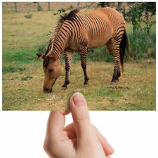 Fotografia pequena híbrida cavalo zebroide zebra 6" x 4" impressão artística presente #2312, usado comprar usado  Enviando para Brazil