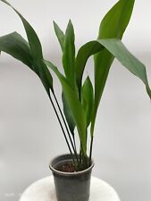 Aspidistra elatior cast for sale  Shipping to Ireland