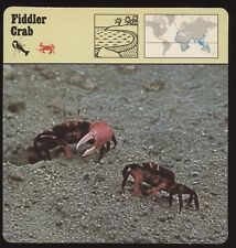 Fiddler crab safari for sale  Waupun