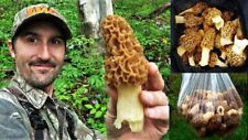 Morel mushroom spores d'occasion  Expédié en Belgium