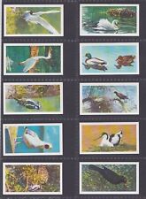 Used, 20/20 cards BRITISH BIRDS by Frances Pitt - Brooke Bond issued 1954 exc Cat £80 for sale  WEYMOUTH