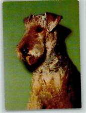 12093362 airedale terrier gebraucht kaufen  Deutschland