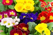 Primrose seeds mixed for sale  FERRYHILL