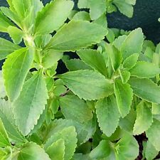 plantas stevia segunda mano  Embacar hacia Mexico