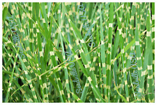 Zebra grass variegated for sale  Massillon