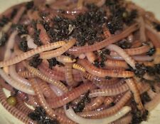 200g composting worms for sale  BEXHILL-ON-SEA