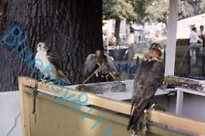 Birds prey falconry for sale  ROSSENDALE
