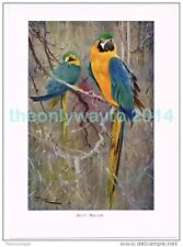 Blue macaw book for sale  BOURNEMOUTH