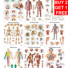 Human anatomy chiropractic for sale  STAINES-UPON-THAMES