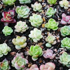 Succulent mixed seeds for sale  BEXHILL-ON-SEA