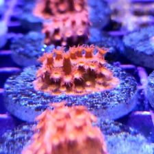 Red brick cyphastrea for sale  BIRMINGHAM