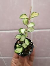 Hoya heuschkeliana variegata gebraucht kaufen  Bretzenheim
