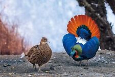 Himalayan monal impeyan for sale  Warwick