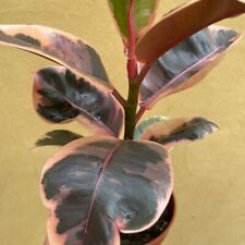 Houseplant ficus elastica for sale  IPSWICH