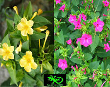 mirabilis jalapa usato  Tuglie