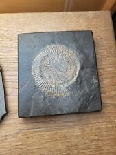 Großer ammonit fossil gebraucht kaufen  Korb