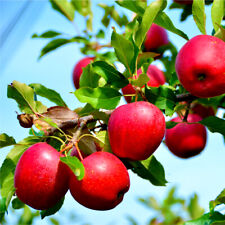 Katy apple tree for sale  NEWTOWNARDS