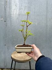 Japanese acer palmatum for sale  ERITH