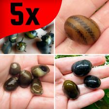 Assorted nerite snails for sale  Lawrence