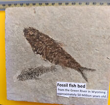 Fossil fish bed for sale  WESTON-SUPER-MARE