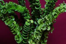 Nephrolepis mini crested for sale  Center Hill