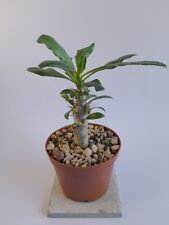 Pachypodium saundersii vaso usato  Palestrina