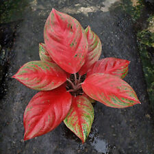 Aglaonema Ratu Sima Mutation free pythosanitary ship by dhl express for sale  Shipping to South Africa