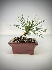 Haken kiefer bonsai gebraucht kaufen  Halle