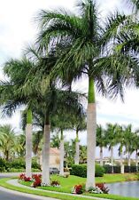 Cuban royal palm for sale  Las Vegas