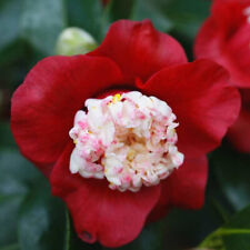 Camellia japonica bokuhan d'occasion  Pouzauges