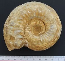 Ammonite fossile bajocien d'occasion  Moyon