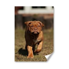 Bordeaux mastiff puppy for sale  SELBY