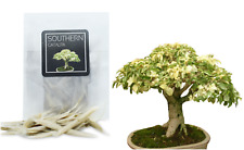 Southern catalpa bonsai for sale  LONDON