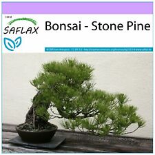 Saflax bonsai steinkiefer gebraucht kaufen  Mecklenbeck,-Amelsbüren
